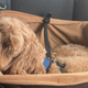 Illustration for article titled What Your Pups Need for a Luxurious Car Ride, According to Pet Owners